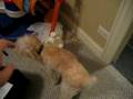 videos de Robin's new doggie