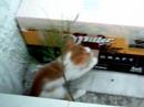 Pirtik and its kitties -3