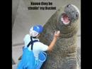 the walrus returns the walrus returns