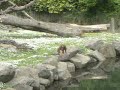Baby orangutan finds mum