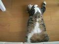 ソファの下からねこ。