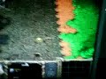 Warcraft : 3 Exploding Sheep!