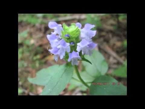 how to grow prunella vulgaris