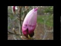Early Spring!