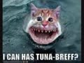 Uber LOL Catz!