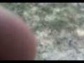 videos de chacára sto. Antonio - Deh jogando futiba!