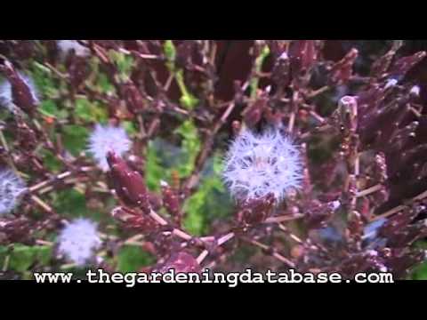 how to harvest lettuce seeds