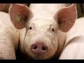 LA ROLA DE LA INFLUENZA (PORCINA)