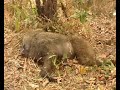 Cameroon Hunting + Phyton Pithole Dive