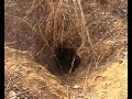 Cameroon Hunting + Phyton Pithole Dive
