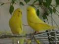 videos de liebhab:)