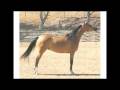 videos de Our Horses!
