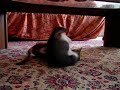 Kitten Waltz
