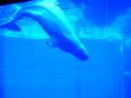 videos de Beluga Whale - Georgia Aquarium in Atlanta
