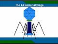 t4 phage virus lytic cycle-l with sound
