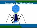 t4 phage virus lytic cycle-l with sound