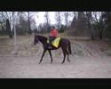 Zelzele, Amarantine, Rianna Täby Galopp 25 januari