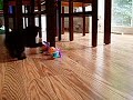 Manx kitten playing Manx kitten playing
