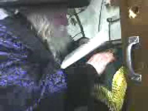 Zlotchov Rebbe on Tisha B’av