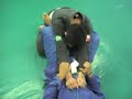 Omoplata, Triangle, and Arm Lock