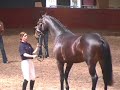 Zardando KWPN goedgekeurd 2007 verrichtingsonderzoek