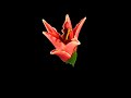 Lily time lapse #2