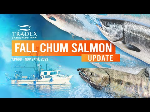 3MMI - Fall Chum Salmon: No Puget Sound Fish, Larger Fish Scarce, Hokkaido Chum Salmon