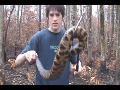 Brandon's Herp Adventures: Eastern Cottonmouth