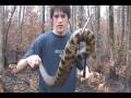 Brandon's Herp Adventures: Eastern Cottonmouth