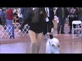 Rockland County KC Bearded Collies