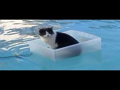 CATS will make you LAUGH YOUR HEAD OFF - Funny CAT compilation