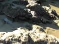 Sea Stars at Leo Carrillo Tide Pools