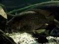 Parachromis loisellei XXL