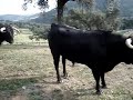 www.ganaderiaelparralejo.com Ganaderia de Toros Bravos