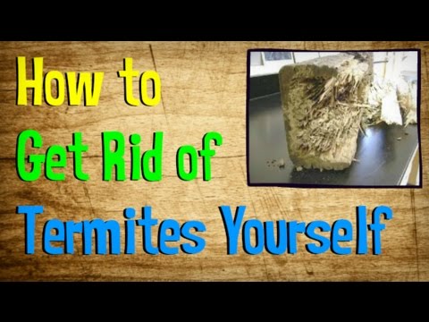 how to do termite control by yourself