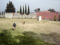 Cuidado de Objeto por Pastor Belga Malinois EBANO