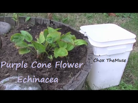 how to transplant echinacea