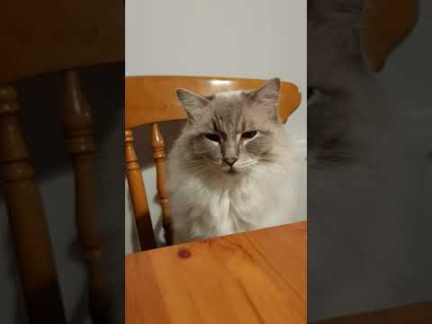 My Ragdoll cat is ready to eat.