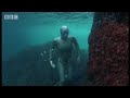 Diving with penguins - Dive Galapagos - BBC wildlife