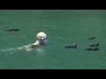 Diving with penguins - Dive Galapagos - BBC wildlife