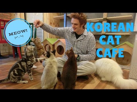 Cat Cafe – Seoul, Korea
