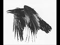 the raven