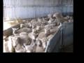 Australian Kelpie on Sheep www.burradooranch.com