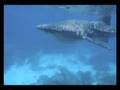 boracay whaleshark