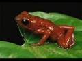 Poison Dart Frogs