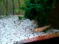 Australe killifish orange Australe killifish orange