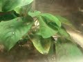 Haplochromis sp.
