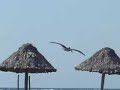Pelicans at Playa Sonrisa Pelicans at Playa Sonrisa