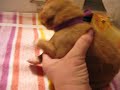 Daintree Duck Tollers- Bhindi Day 10