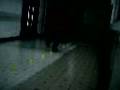 videos de 商院66